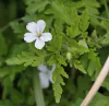 geranium-robertianum-celtic-white